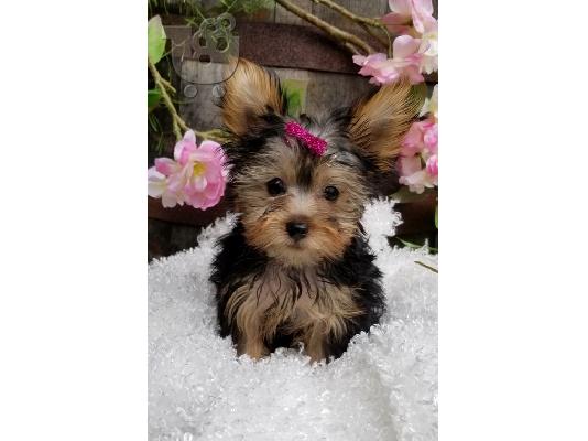 PoulaTo: Yorkshire puppies pupies.