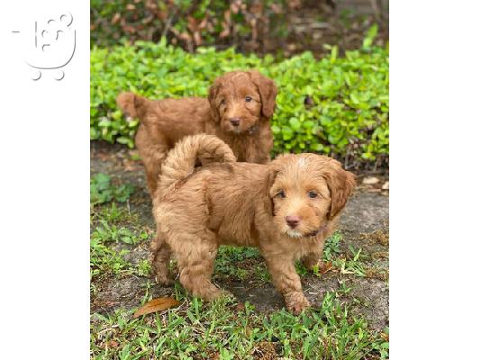 PoulaTo: Τα Labradoodles είναι έτοιμα να ξεκινήσουν τώρα