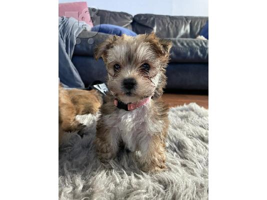 PoulaTo: Πωλείται κουτάβι Yorkshire Terrier