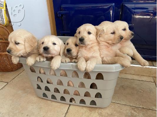PoulaTo: Εγγεγραμμένα κουτάβια Golden Retriever