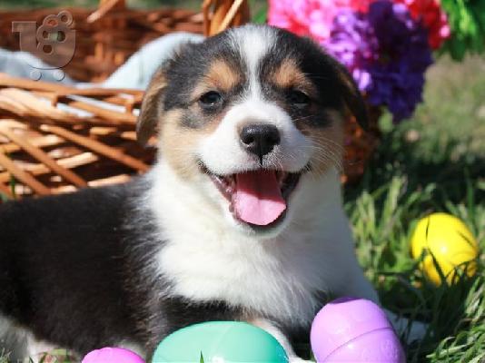 PoulaTo: Corgi Puppies