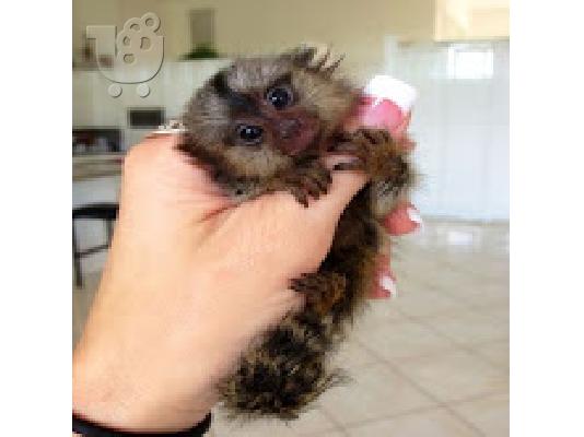 PoulaTo:  baby marmoset για 300 €