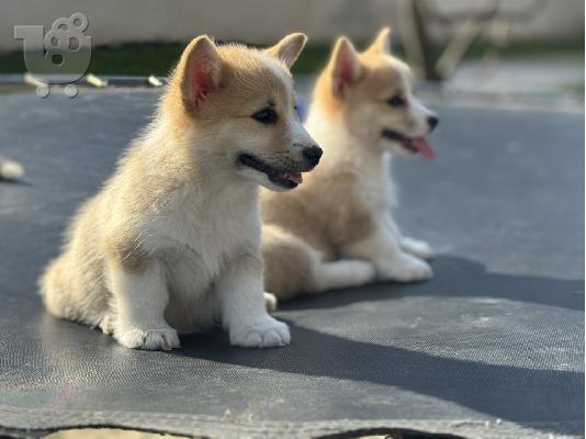 PoulaTo: Κουτάβια Welsh Corgi Pembroke