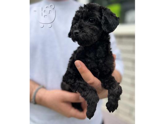 Κουτάβια Toy Poodle