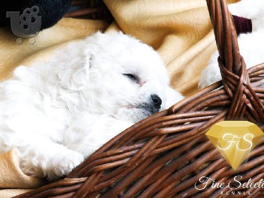 Κουτάβια Bichon Frise