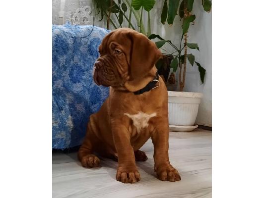 Dogue de Bordeaux