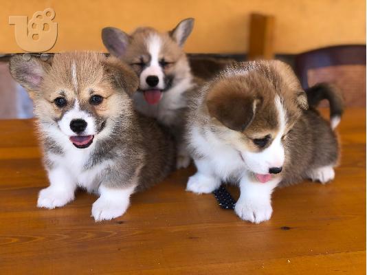 Welsh Corgi κουτάβια
