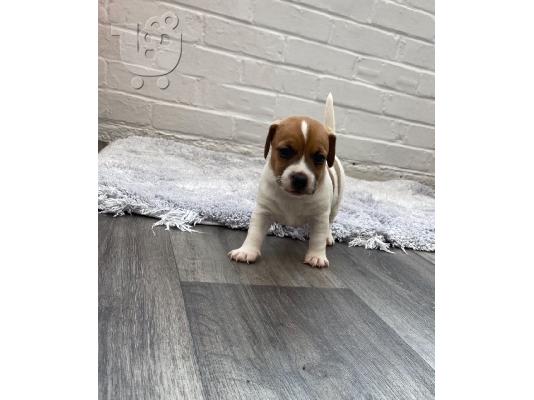 Κουτάβια Parson Jack Russell Terrier