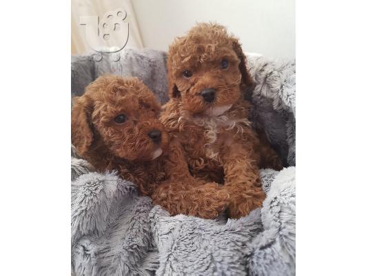 PoulaTo: Cavoodle Puppies