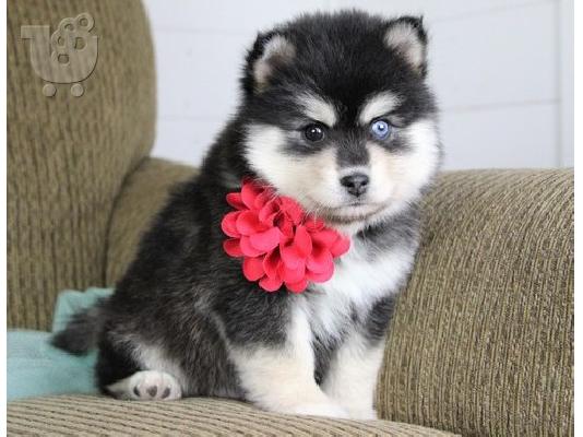 PoulaTo: Pomsky Puppies