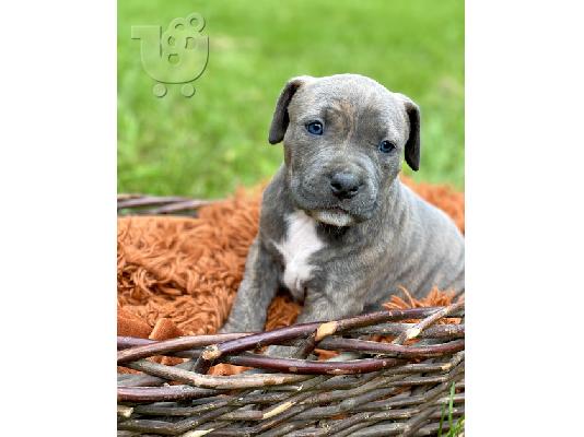 PoulaTo: Pitbull Puppies