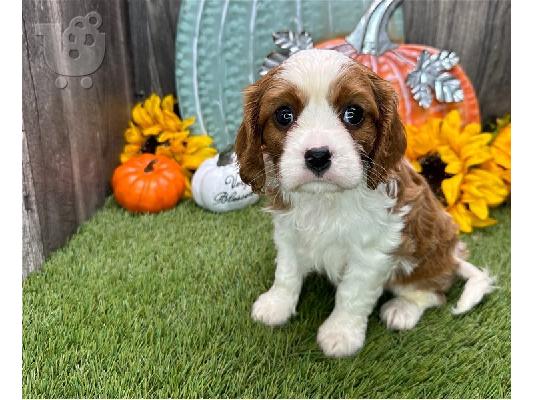 PoulaTo: Κουτάβια Cavalier King Charles Spaniel