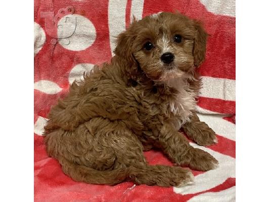 PoulaTo: Cavapoo Puppies