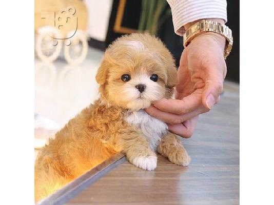 Διαθέσιμα κουτάβια Maltipoo