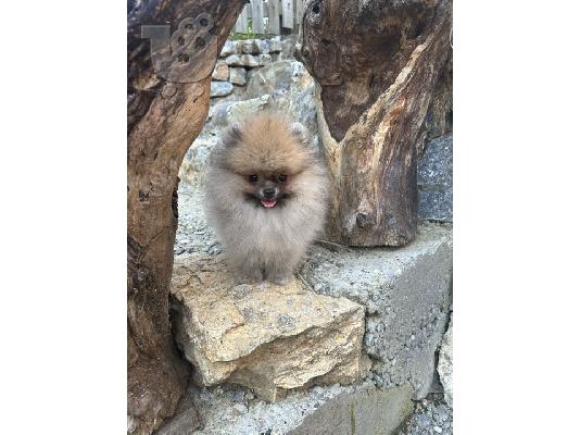 Αρσενικά Pomeranian