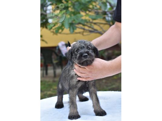 Standard Schnauzer κουτάβια