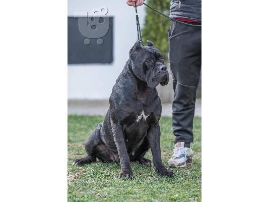 Cane Corso κουτάβια