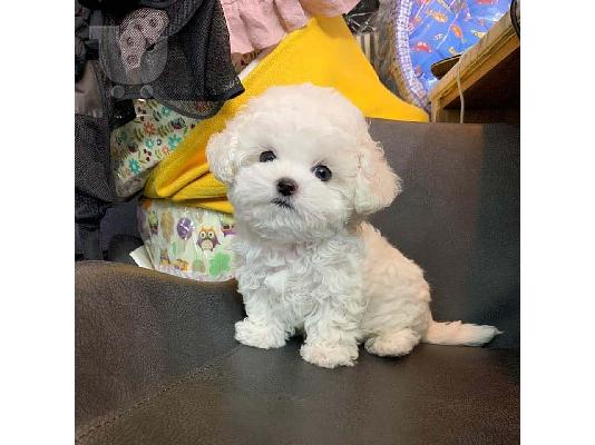 Η Pedigree Maltese Fija γέννησε 4 υγιή κουτάβια.