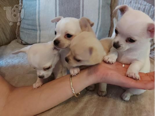Ο Μιλ είχε τα πιο εκπληκτικά chihuahuas της φυλής κουτάβια...