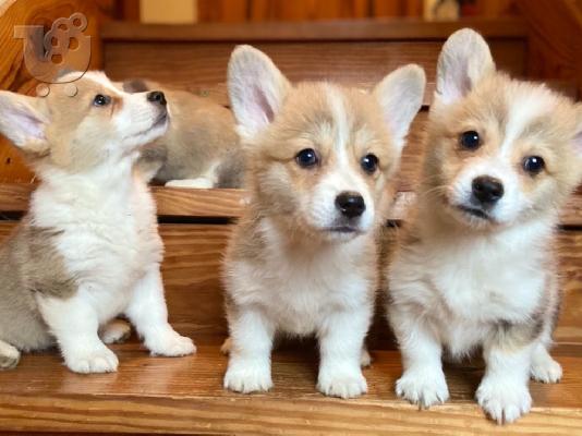 PoulaTo: Αξιολάτρευτα ουαλικά κουτάβια Pembroke Corgi