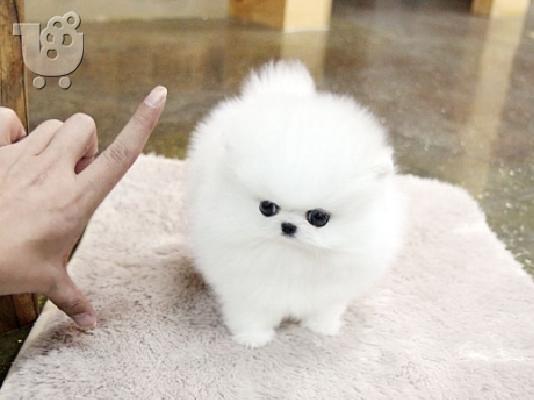 PoulaTo: Pomeranian all kc reg.