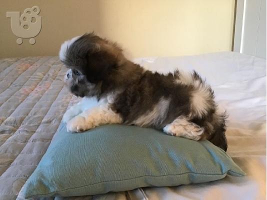 PoulaTo: Όμορφα κουτάβια Shih Tzu