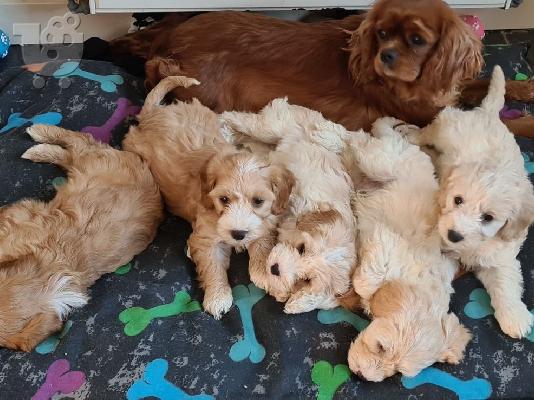 Cavapoo Red