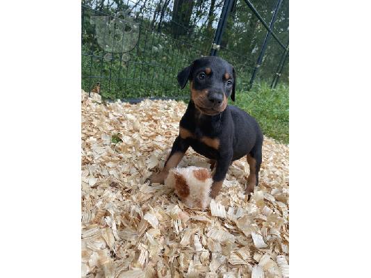 PoulaTo: Doberman Pinscher κουτάβι προς πώληση