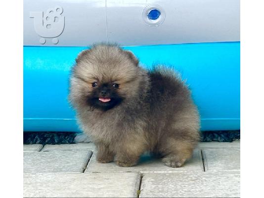 PoulaTo: Αρσενικά Pomeranian