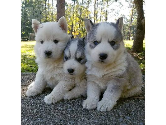 PoulaTo: Siberian Husky Puppies Available
