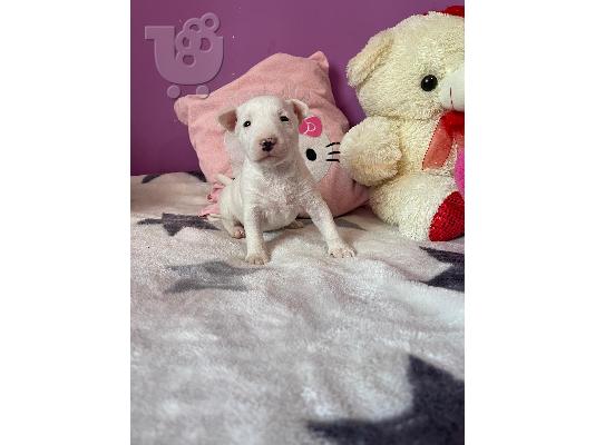 Μινιατούρα κουτάβια Bull Terrier