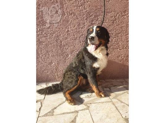Ορεινός σκύλος Bernese