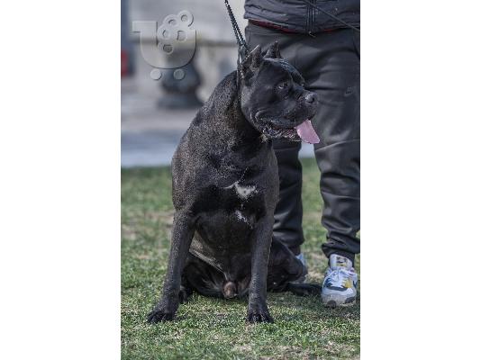 Cane Corso κουτάβια