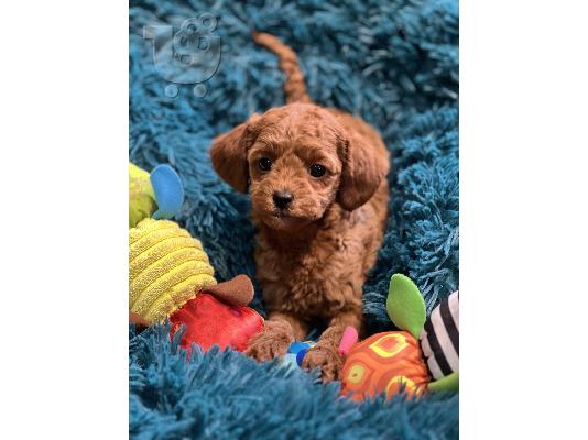 Πανέμορφα κουτάβια Toy Poodle