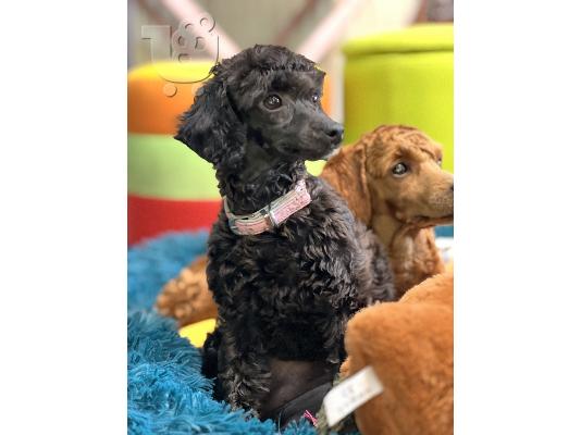 Πανέμορφα κουτάβια Toy Poodle