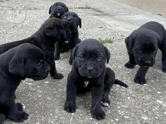 Κουτάβια Cane Corso