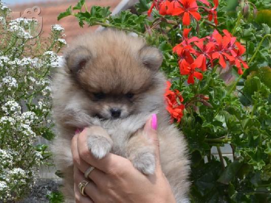 Κουτάβια Pomeranian