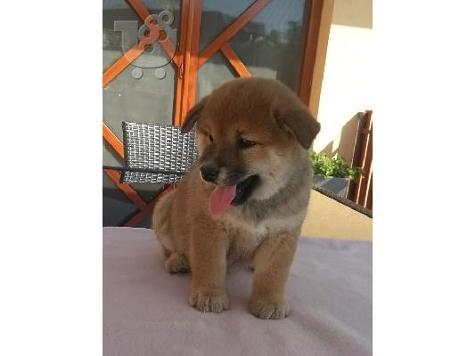PoulaTo: Shiba inu κουτάβια
