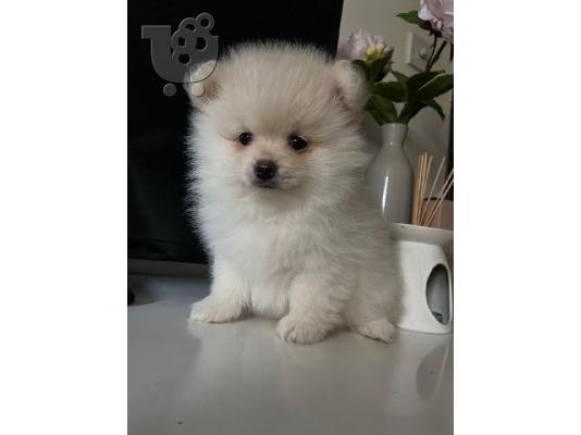 PoulaTo: Πώληση Pomeranian σκύλοι και κουτάβια