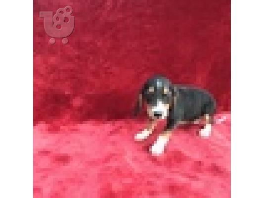 Όμορφα κουτάβια Beagle διαθέσιμα
