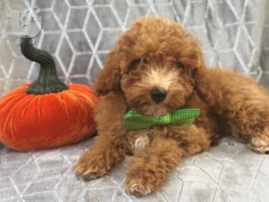 toy Poodle Puppies