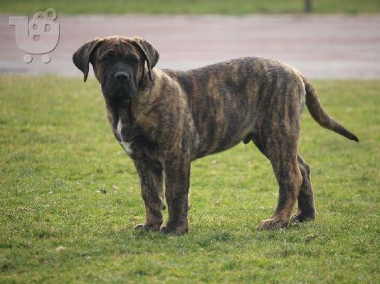 Κουτάβια Presa Canario