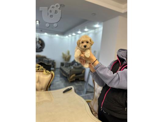 Διατίθενται προς πώληση κουτάβια Maltipoo
