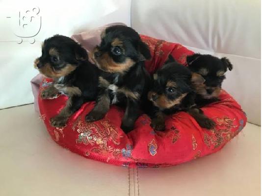 PoulaTo: mini τεριέ του Γιορκσάιρ - mini Yorkshire Terrier