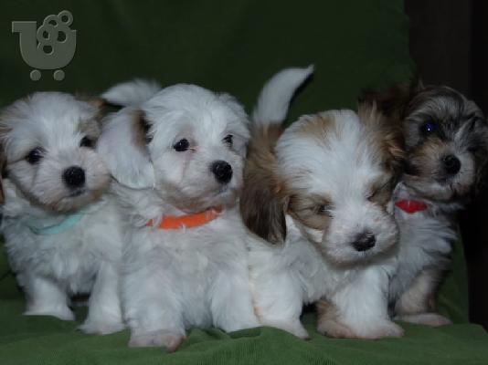 Havanese bichon κουτάβια