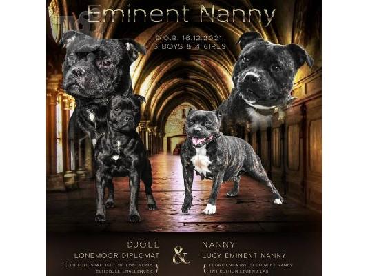 PoulaTo: Staffordshire Bull Terrier κουτάβια