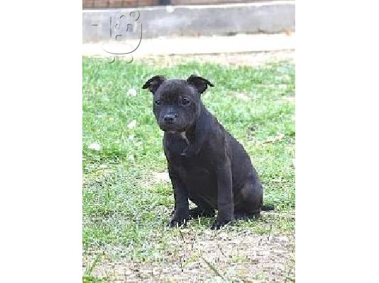 Staffordshire Bull Terrier κουτάβια