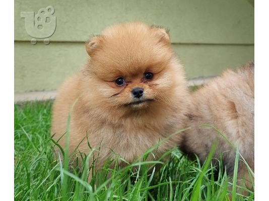 Pomeranian Spitz