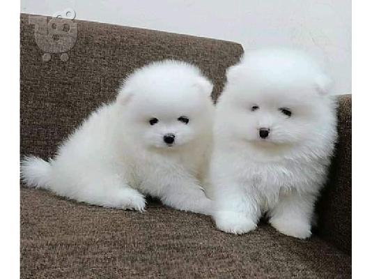 PoulaTo: Υγιή σπιτικά μεγαλωμένα κουτάβια Pomeranian