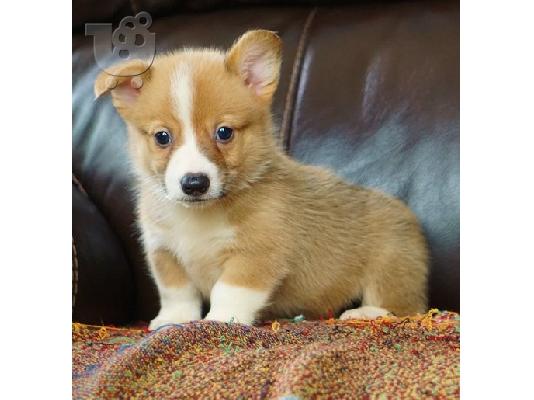 PoulaTo: Pembrock welsh Puppies